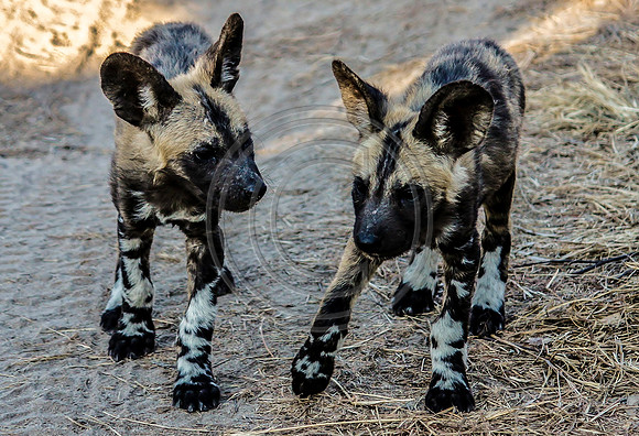African Wild Dog Puppies