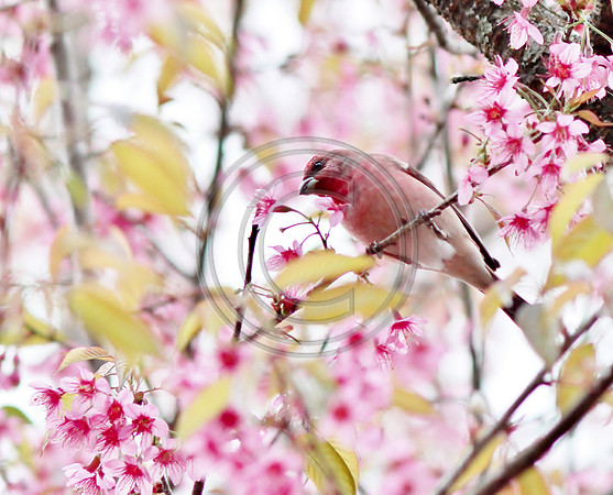 Rose Finch