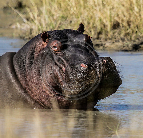 Hippo Head