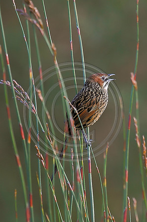 Cape Grassbird
