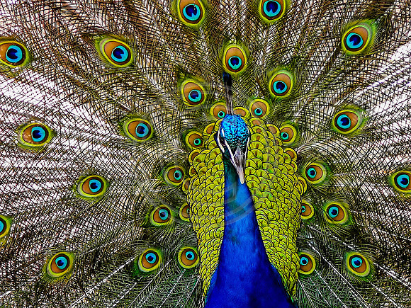 Peacock