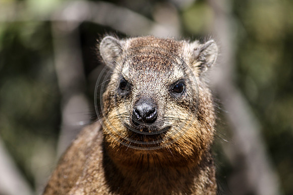 Dassie