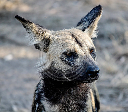 African Wild Dog