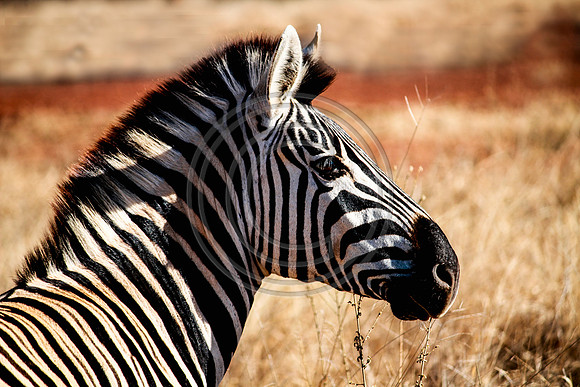 Zebra