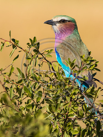 Lilac-breasted Roller