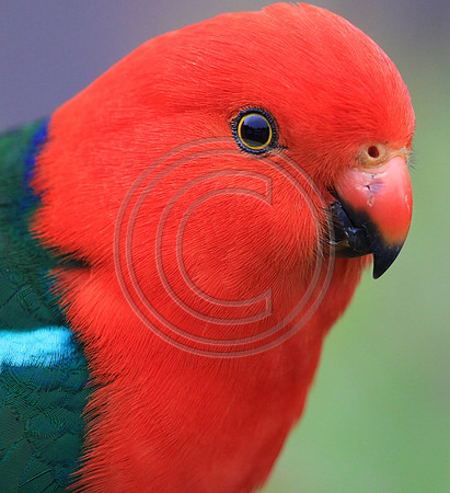 King Parrot
