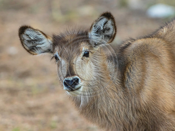 Waterbuck