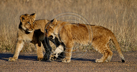 Playful Lion Cubs
