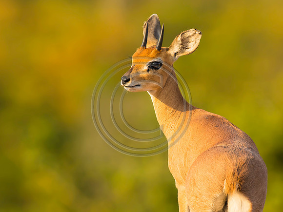 Steenbok