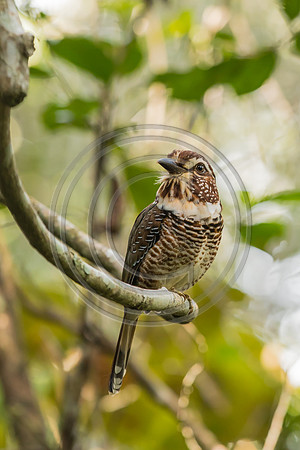 Short-legged Ground-roller-1716