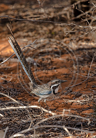 Long-tailed Ground-roller-0931 edit