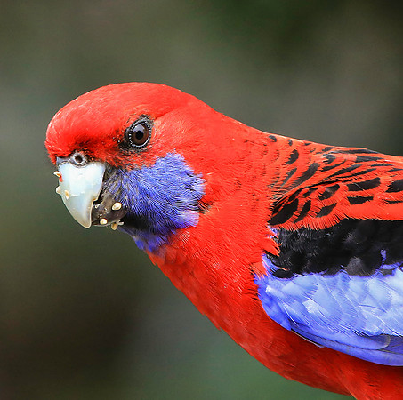 Crimson Portrait