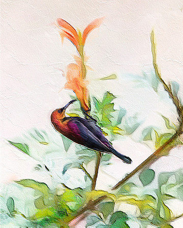 Arty Sunbird