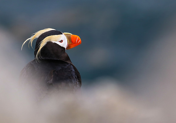 Puffin in the Mist