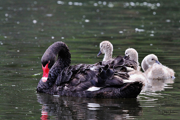 Black Swan-1114