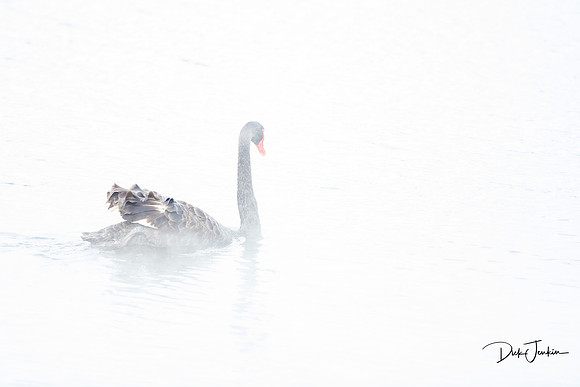 Black Swan-Hot Springs Lake Taupo