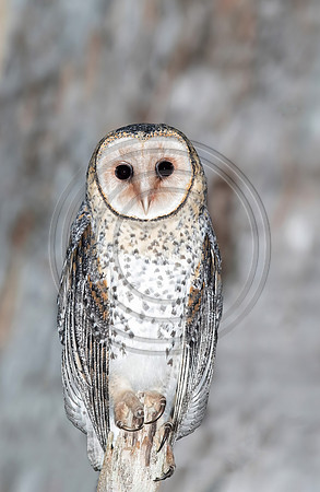 Masked Owl (juvenile female)