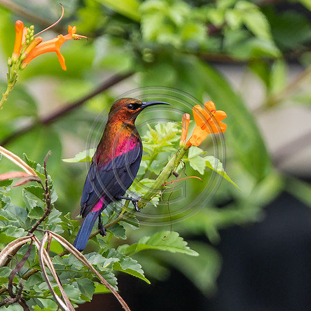Copper Sunbird--2
