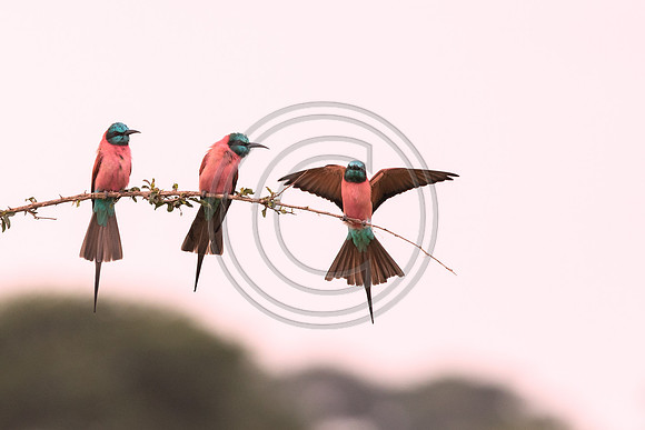 Carmine Bee-eater-5819