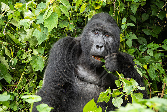 Gorilla contemplation